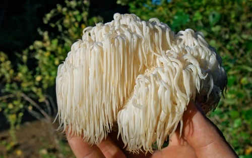 Lions Mane Supplement