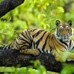 Bandhavgarh National Park