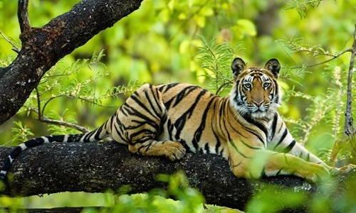 Bandhavgarh National Park