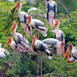 Bharatpur Bird Sanctuary