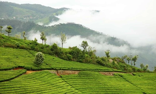 Coonoor