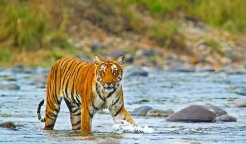 Jim Corbett