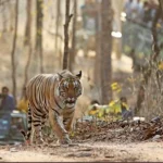 Pench National Park