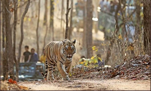 Pench National Park