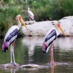 Ranganathittu Bird Sanctuary