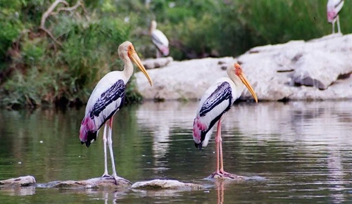 Ranganathittu Bird Sanctuary