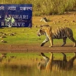 Tadoba Inational Park