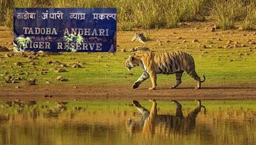 Tadoba Inational Park